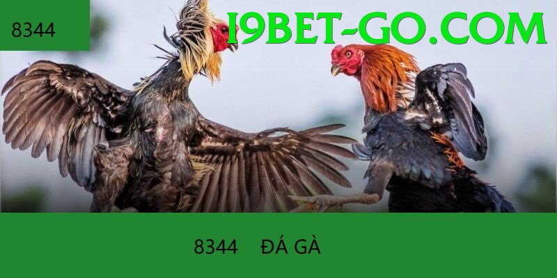 Cách Đọc Kèo Đá Gà - Bang hội